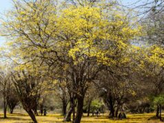 Ruta del Tranvía de Maracaibo visitó floración de los curarires