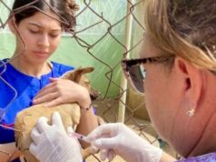 Ministerio de Salud y Gobernación del Zulia impulsan Plan de Vacunación Canina