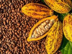 Feria artesanal de café, cocuy, cacao y miel impulsa la economía del país