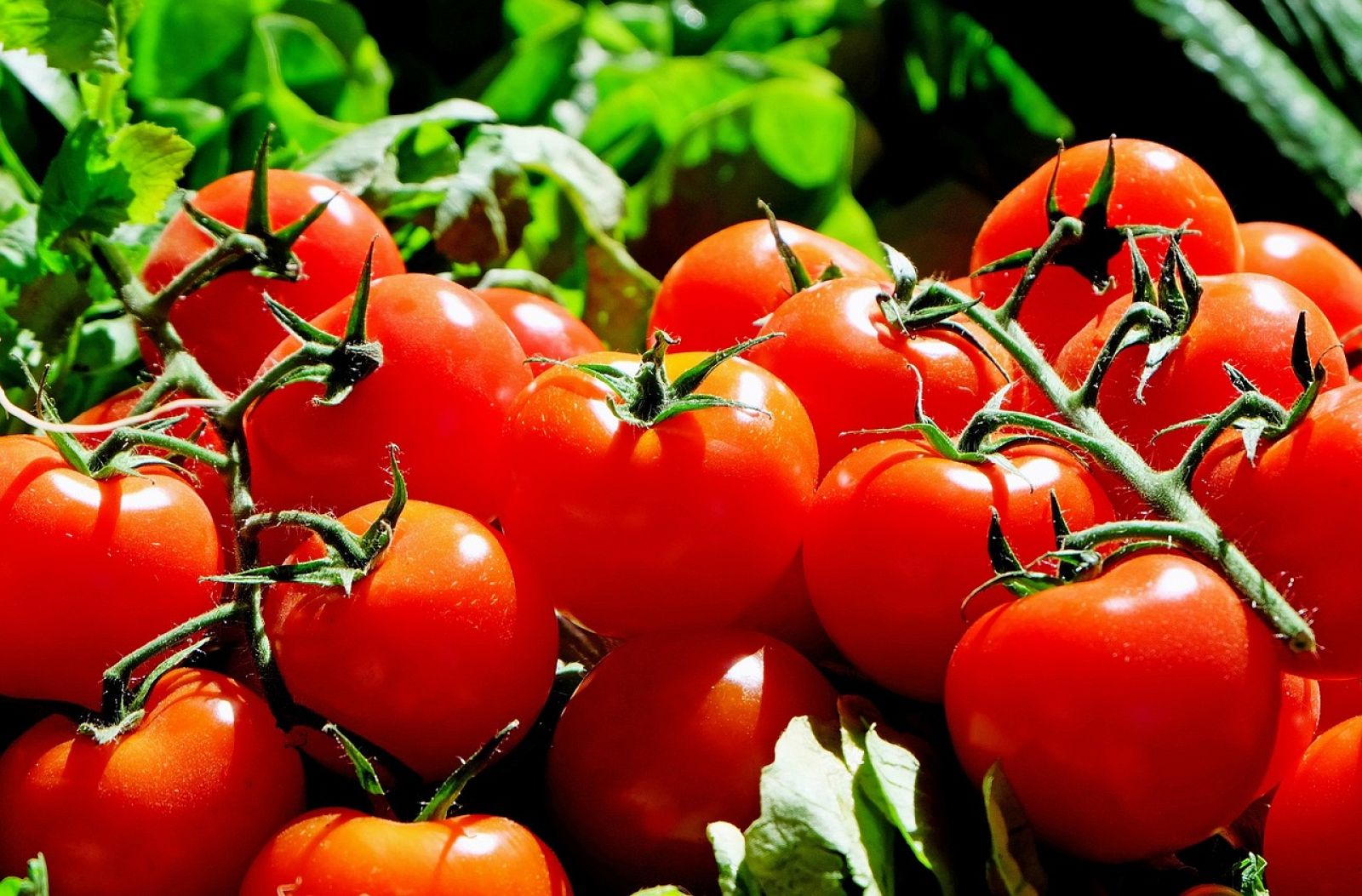 El tomate, gran aliado para frenar el riesgo de cáncer de próstata