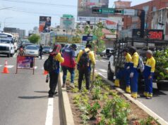 Alcaldía de Maracaibo fortalece la arborización para promover una ciudad más verde