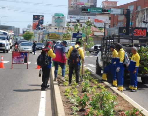 Alcaldía de Maracaibo fortalece la arborización para promover una ciudad más verde