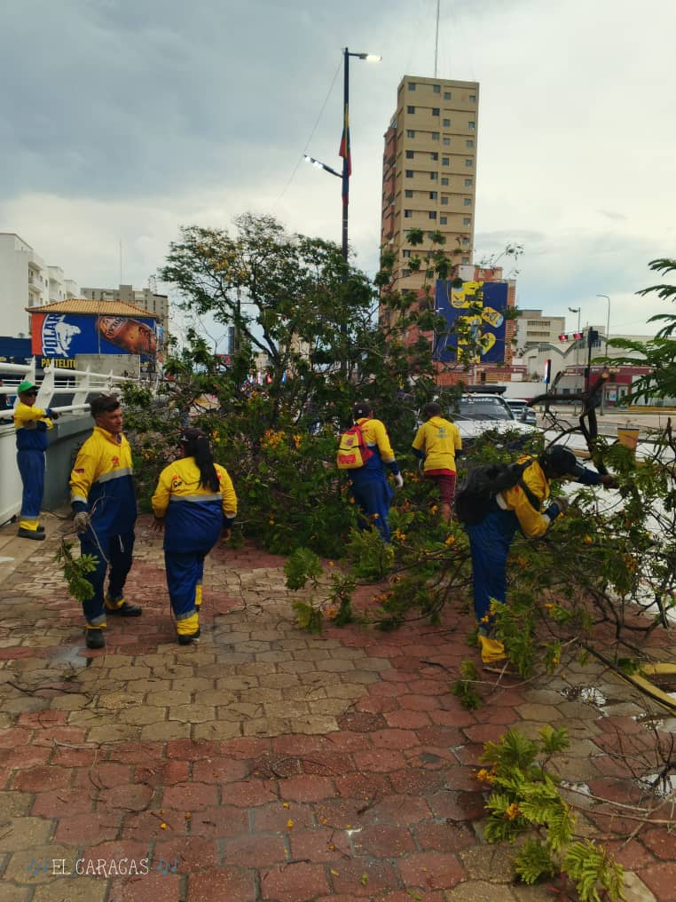 Alcaldía de Maracaibo desplegada en la calle para atender caída de árboles caídos