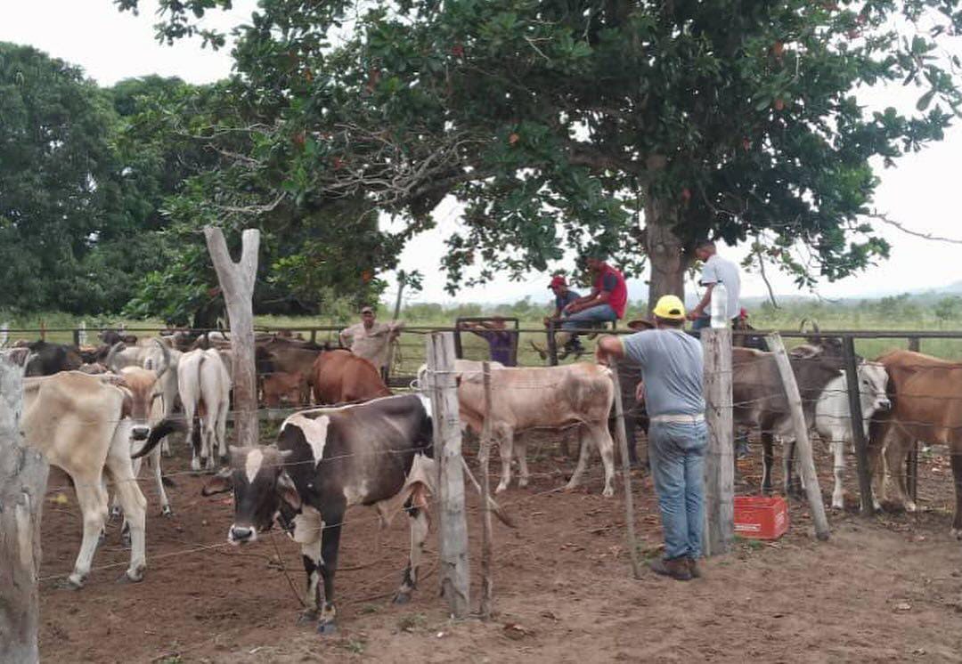 Instalan el Estado Mayor para la caracterización del rebaño bovino de Maracaibo