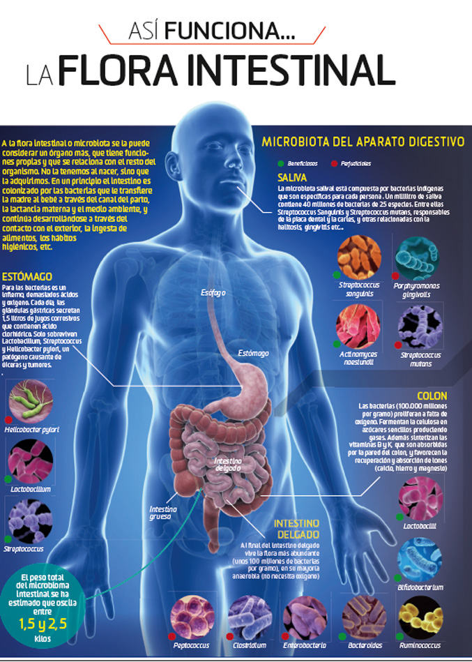 Microbiota equilibrado y hábitos saludables: la barrera natural para prevenir el cáncer