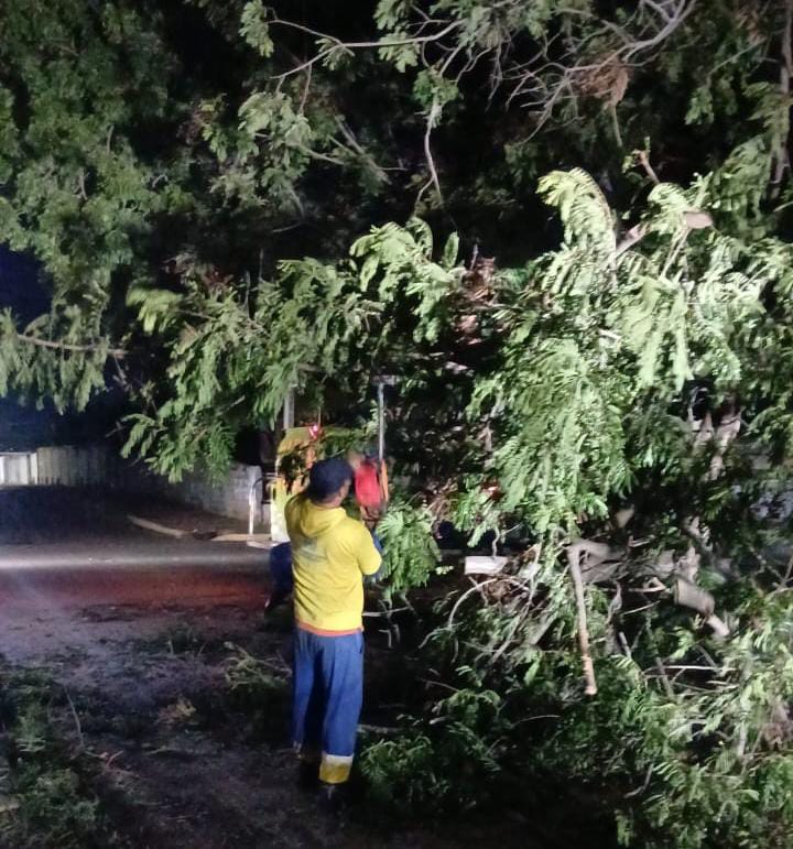 Vientos huracanados tumbaron árboles: Alcaldía de Maracaibo mitigó riesgos
