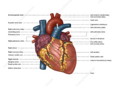 Consejos prácticos para prevenir enfermedades cardiovasculares y mantener a tu familia saludable